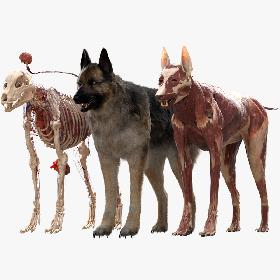 3D Shepherd Dog Anatomy